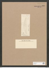 Diatomeae indet. Zeichnungen Sammlung Grunow Nr. 3321 (NHMW-BOT-W0370821)
